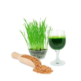Hạt Giống Lúa Mì - Lúa Mạch - Gói 100gram