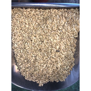 Thóc - Lúa ( 5kg )