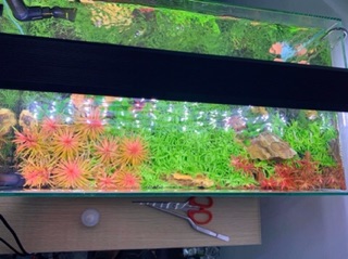 ĐÈN CHIHIROS A 2 -VERSION 2