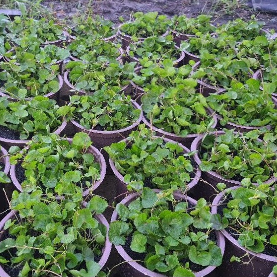 Rau chậu Rau má TACY'S GARDEN 100% sạch
