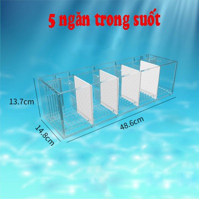 Hộp acrylic nuôi cá chọi betta 5 ngăn trong suốt