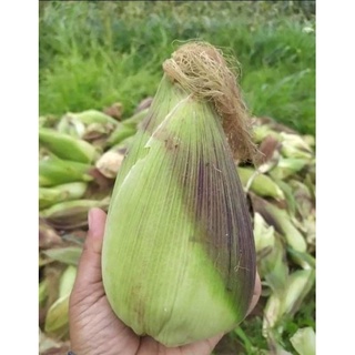 Hạt giống bắp nếp nù sữa - 1 gói 100gram