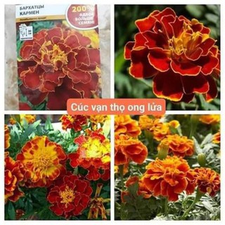 Hạt giống cúc vạn thọ ong lửa gói 50 hạt