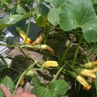 Hạt giống bí đỏ quả dài - 20 hạt
