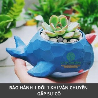 [ Quà Tặng Kèm ] chậu cây cá voi xanh