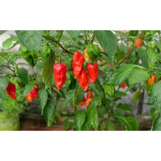 cây ớt trung đoàn cay nhất thế giới