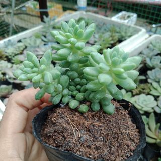 Sen đá giống mới