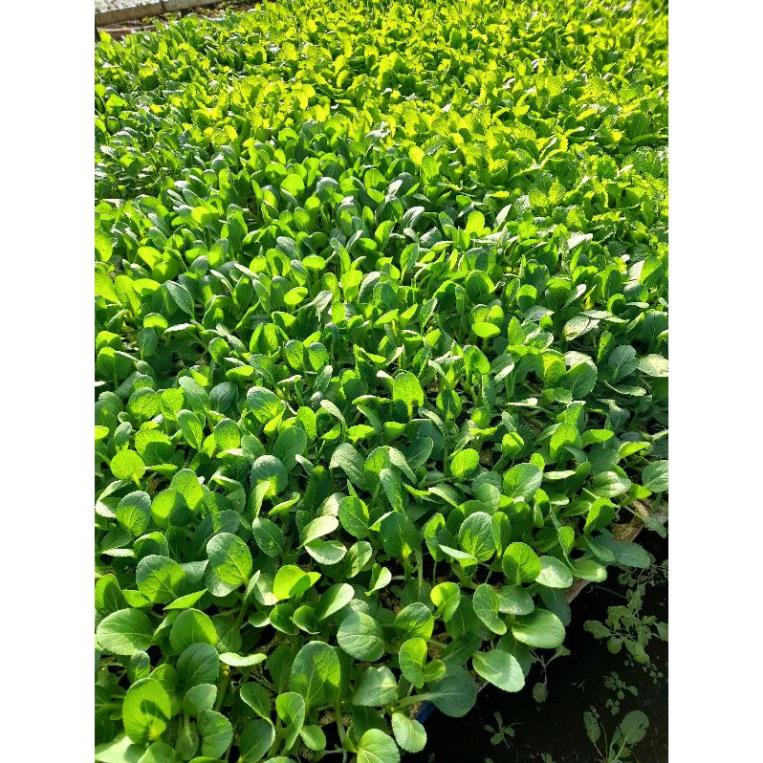 khay xốp ươm cây giống 84 lỗ