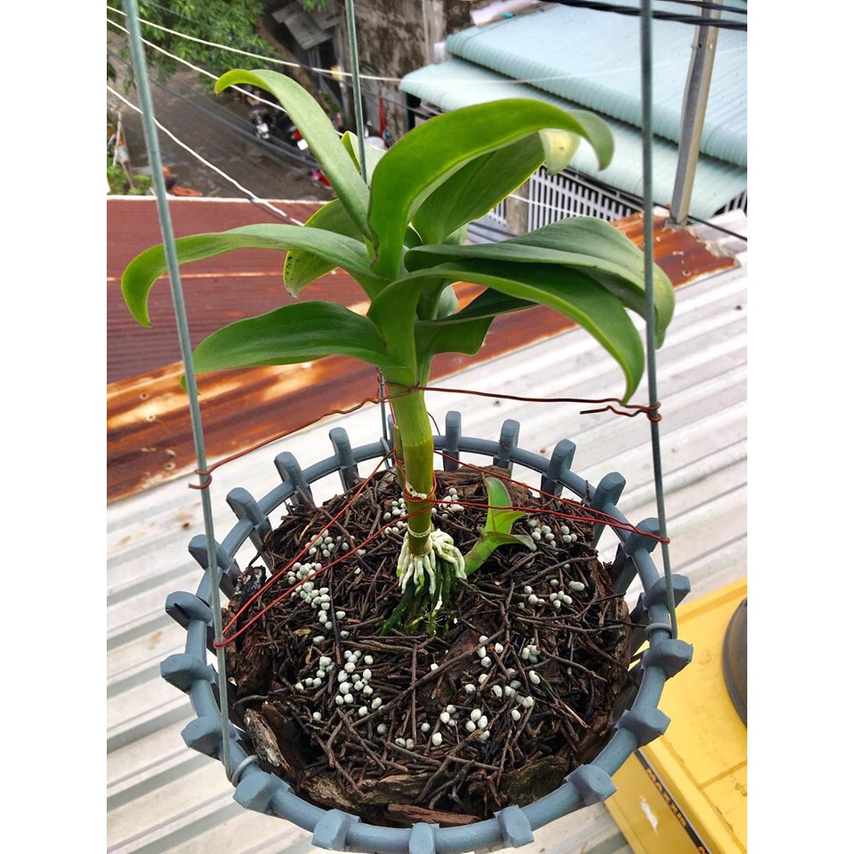 Phân chì nhật tan chậm Hi-Control 13-11-11+ME & 14-13-13 túi 500g, dùng trên lan, bonsai, cây cảnh, cây ăn trái