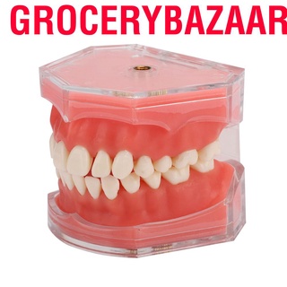 Grocerybazaar Gingiva Model Removable Teeth Soft Oral Demonstrating Dental Practice Teaching Tool
