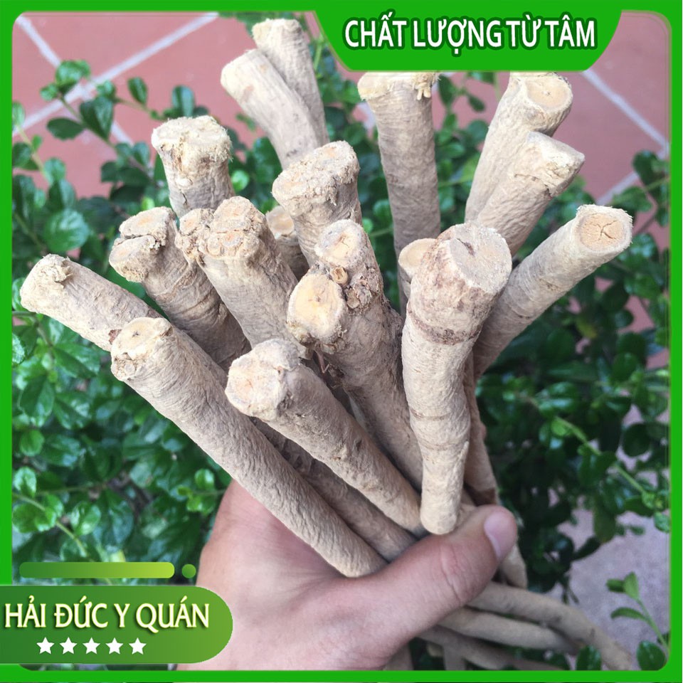 Sinh Hoàng Kỳ   Hoàng Kỳ Cây Loại 1 To, Đẹp, Thơm
