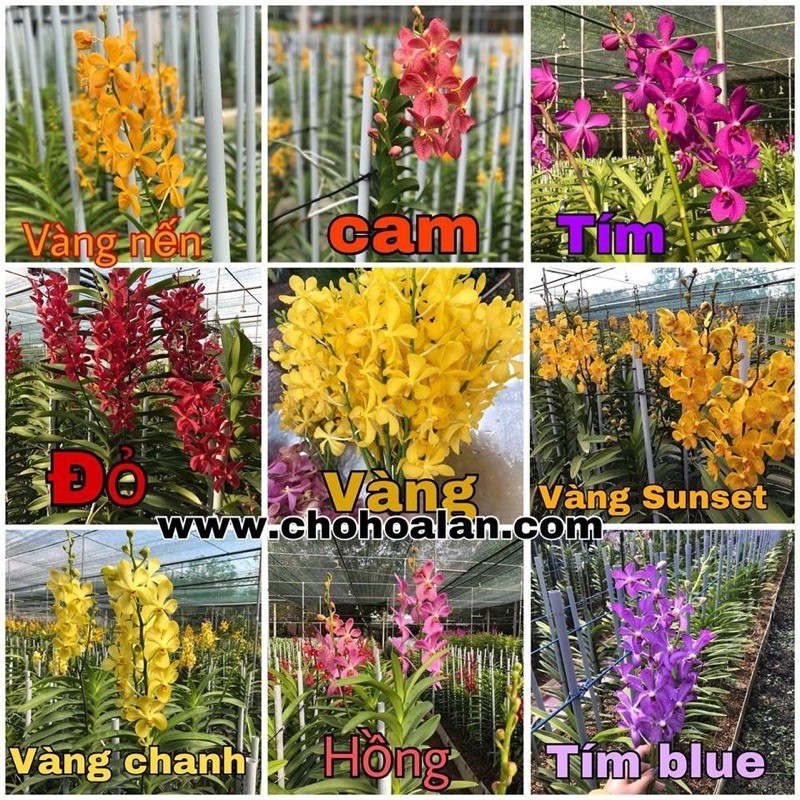 Lan mokara siêng hoa nhiều màu