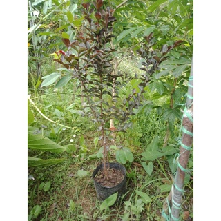 tường vi huyết long