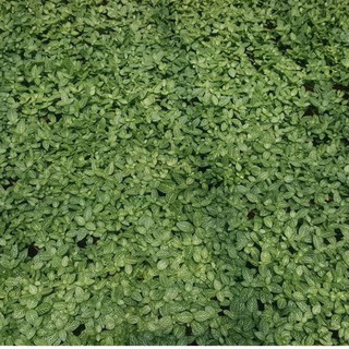 Hạt giống cỏ may mắn