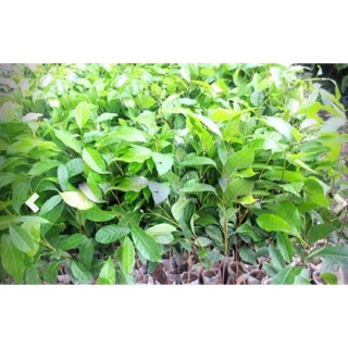 Cây chè xanh (combo 2 cây)