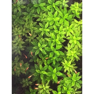 Thuỷ Cúc (Cây Cắt Cắm 1k/ngọn)