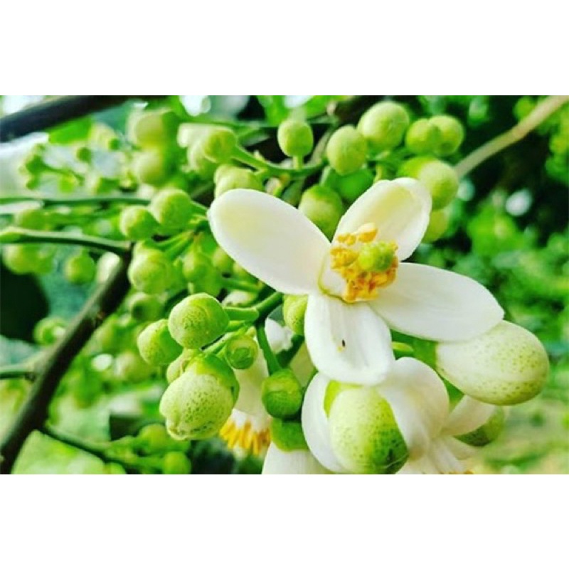 Tinh chất nước hoa bưởi 100ml