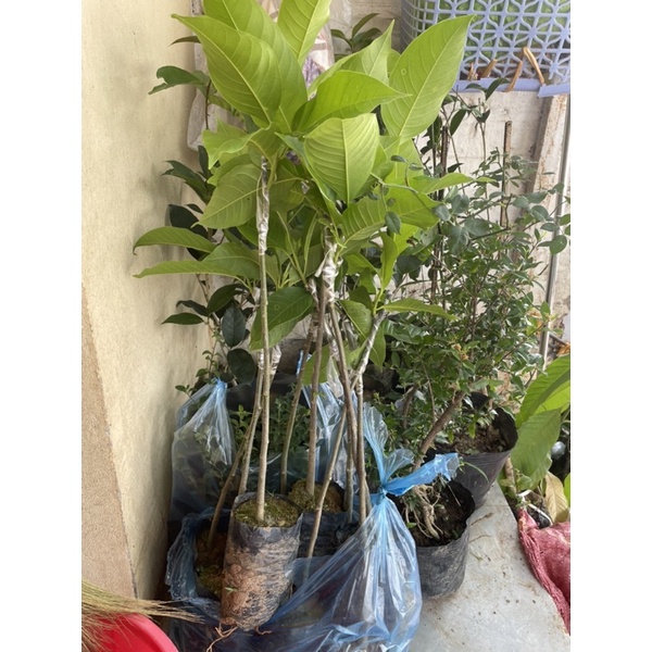 Cây hoa ngọc lan trắng