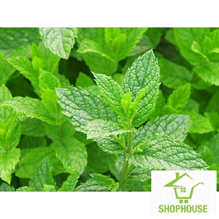 shophouse Gói 100 Hạt giống bạc hà  SHOP HOUSE  TẾT KHUYẾN MẠI