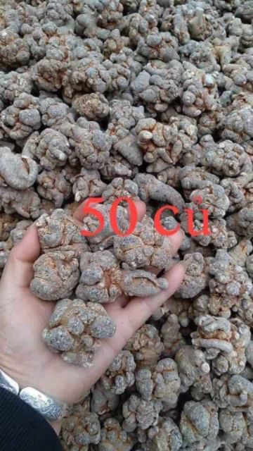 Củ tam thất bắc hàng 50 củ 1kg giá như bán buôn ( đặc sản Hà Giang)