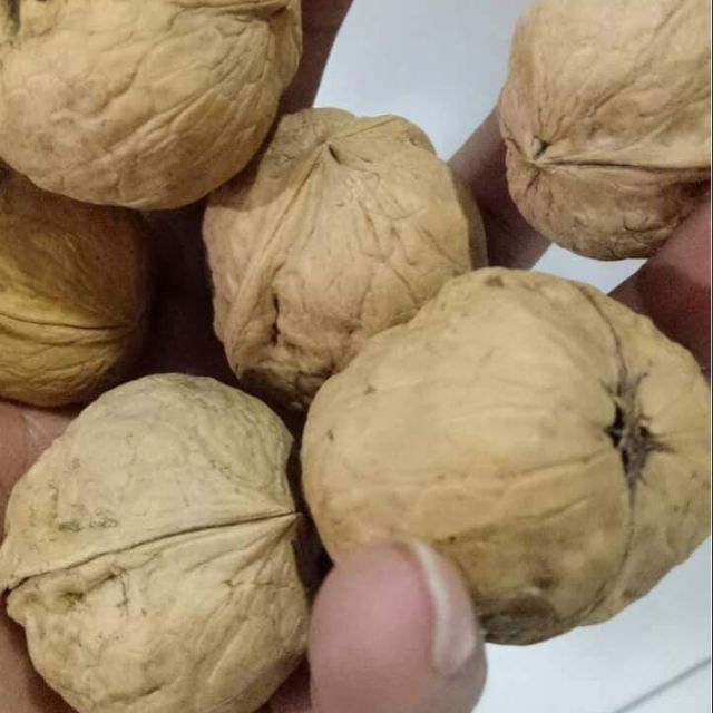 Quả óc chó