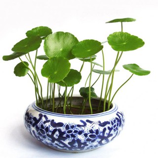 Hạt giống cỏ đồng tiền