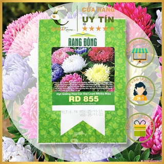 Hạt Giống Hoa Cúc Đài Loan Nhiều Màu RD 855