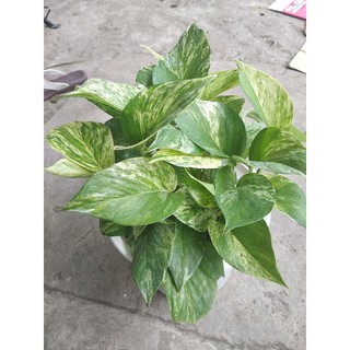 Trầu bà sữa