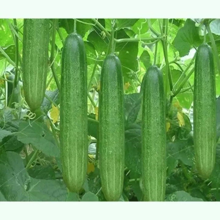 HẠT GIỐNG DƯA CHUỘT NẾP LAI F1 1g