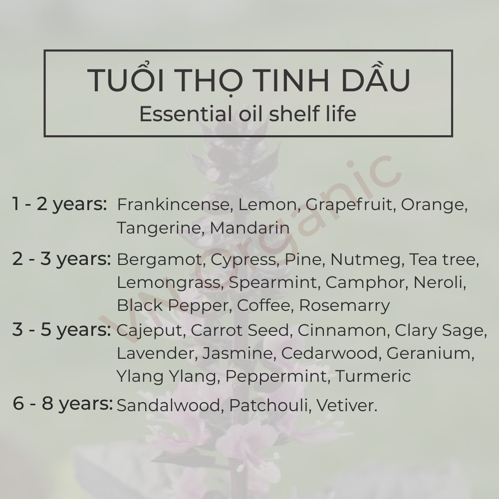 Tinh dầu Hương Nhu Tulsi Essential Oil