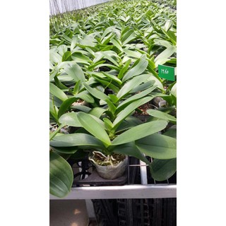 Lan hồ điệp hoa tết 2020 cốc 3.5