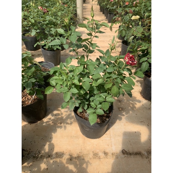 Hoa hồng bụi Abracadabra - cây nguyên chậu