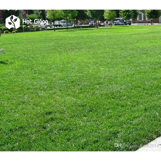 10GR - HẠT GIỐNG CỎ NHUNG NHẬT