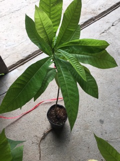 Cây Ngọc Kỳ Lân- Cây Xala