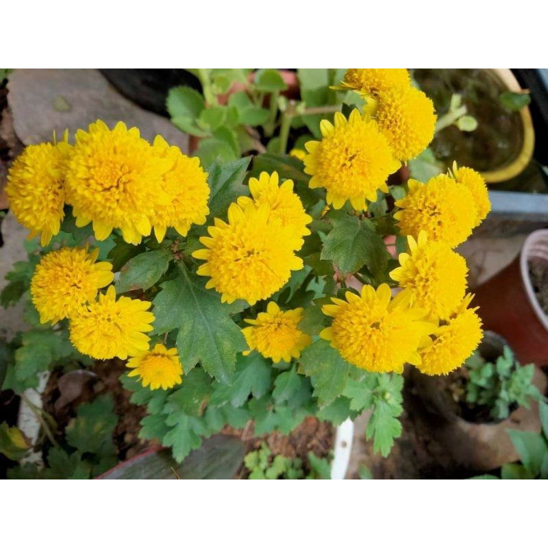 Cây giống hoa cúc rủ làm trà