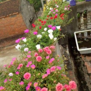 Hoa 10h 10 Màu_ Mười giờ TP.HCM