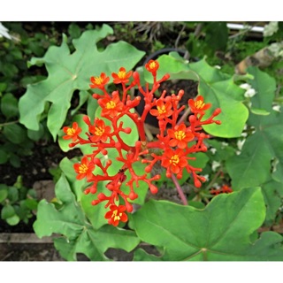 Cây sen tàu (sen đất)- Cây thảo dược- Trang trí sân vườn- Decor- Phong thuỷ- Cây hoa kiểng Đồng Tháp