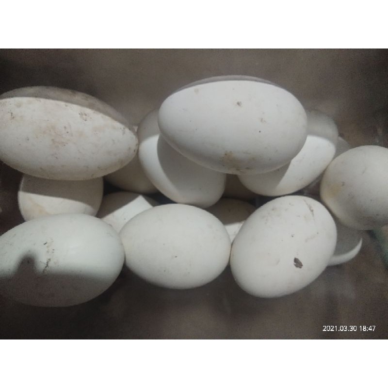 Trứng ngỗng nhà nuôi (không ấp được)