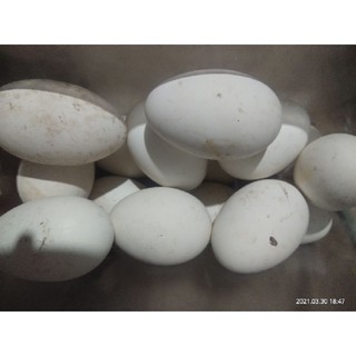 Trứng ngỗng nhà nuôi