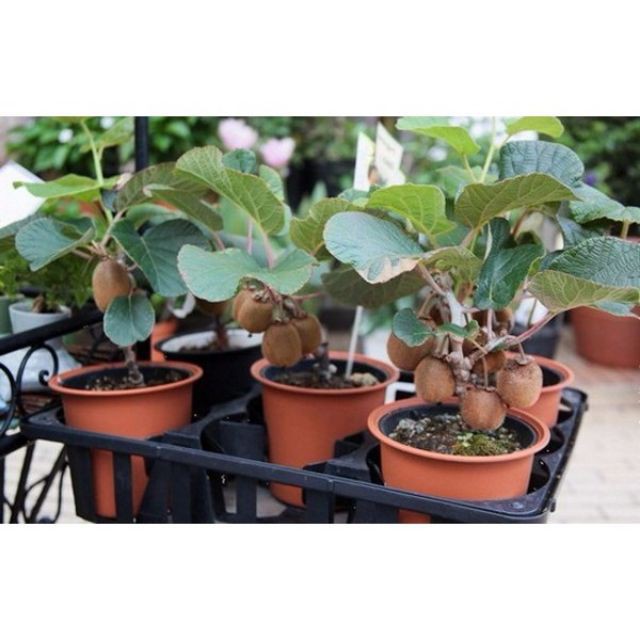Hạt Giống Kiwi - 30 Hạt luckyseed hạt siêu rẻ