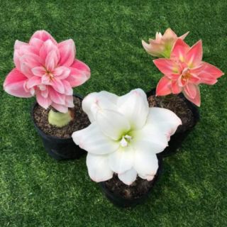 Củ Huệ kép