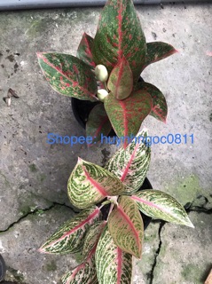 Cặp đôi cây Thịnh Vượng - Như Ý