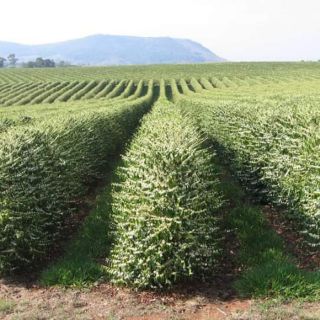 500g Cà phê rang xay daklak