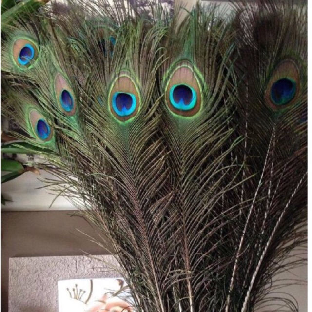 29 lông công tài lộc 80-85cm loại đẹp mắt 4-6cm