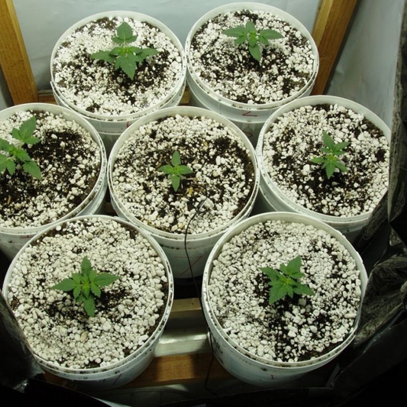 Đá Perlite trân châu, 5dm3, màu trắng, trồng cây cảnh, sen đá