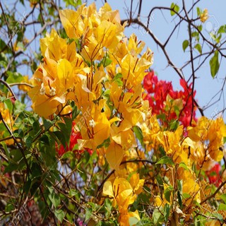 Cây giống hoa giấy các loại