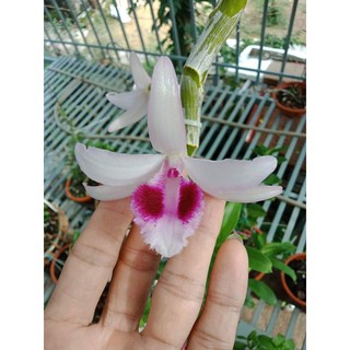 ki phi điệp mắt đỏ