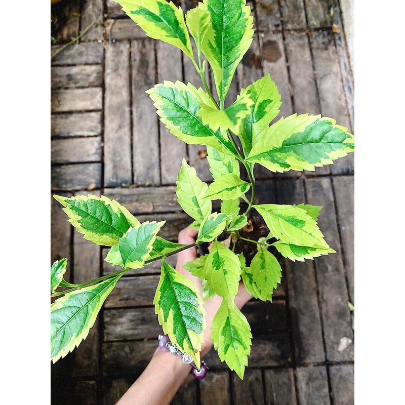 Cây Duranta repens Golden Edge  chậu nhựa