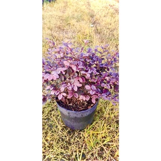 Cây hồng phụng(Ảnh thật số 2)..