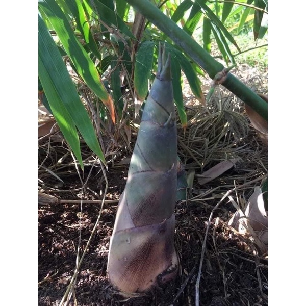 Cây măng tre bát độ giống